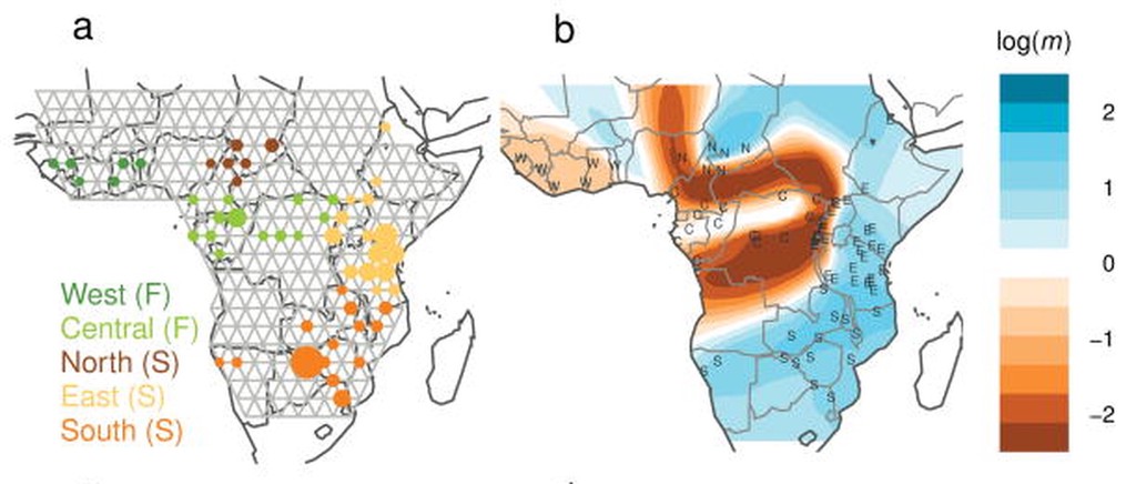 EEMS analysis of African elephants: sampled populations are modelled on a densely connected grid (a), upon which the surface of effective migration rates is inferred (b). From Petkova *et al.* 2015