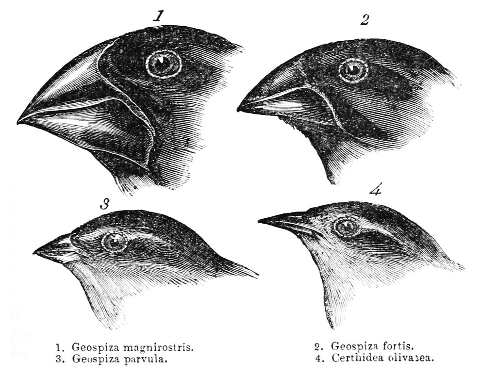 The adaptive radiation of Darwin's finches across the islands of the Galápagos Archipelago is a classic example of population differentiation